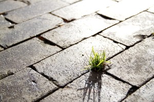 Grass in the Street