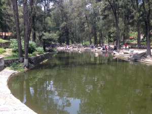 lake of birds bosque los colomos guadalajara mexico