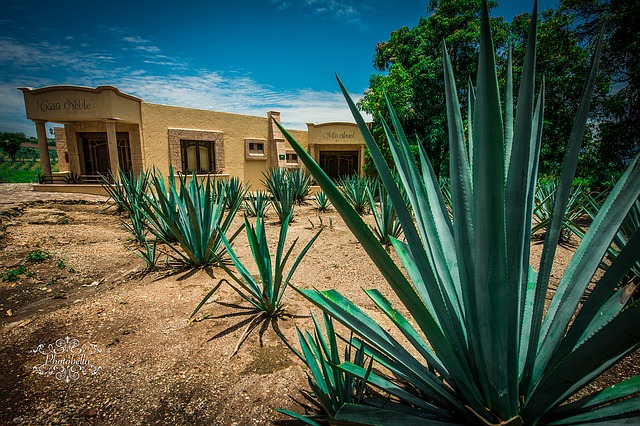 a distillery in tequila